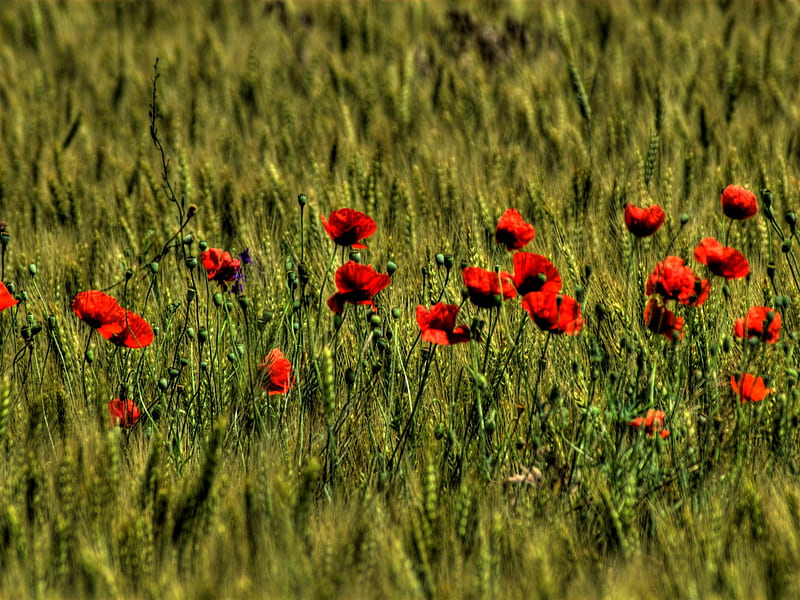 RED CORNS POPPY FLOWERS, red, poppy, corns, grass, plants, flowers, spring, field, HD wallpaper