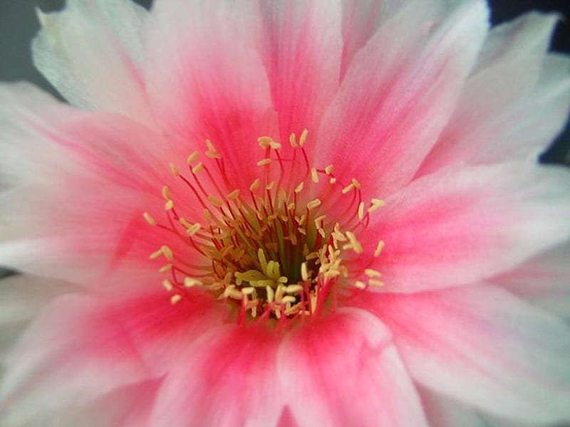 Full Bloom, flower, petals, open, pink, HD wallpaper