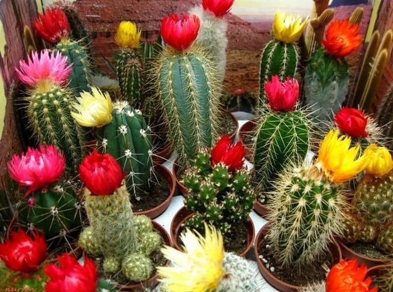 Colorful Cactus in Bloom, bloom, macro, flowers, nature, cactus, HD wallpaper