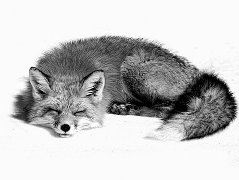 Fox in the snow, black, sleep, white, cold, HD wallpaper