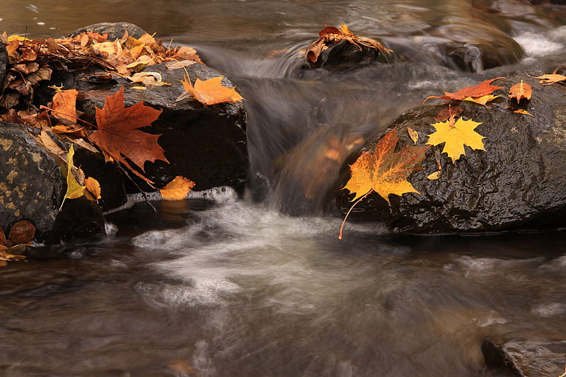 Leaf dip, autumn, water, stone, fallen leaves, river, leaf, HD wallpaper