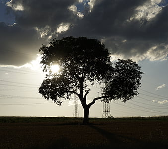 Baum Desktop Hintergrund