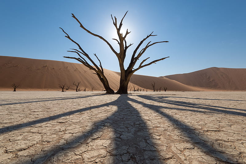 Earth, Desert, Dead Tree, HD wallpaper