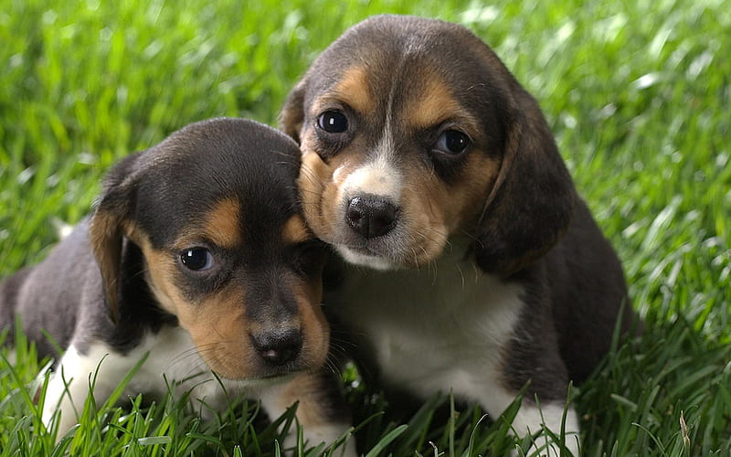 Beagle, cute dogs, puppies, pets, dogs, freinds, cute animals, Beagle Dog, HD wallpaper