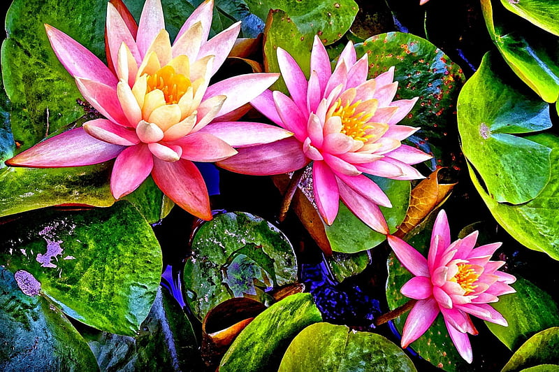 WATER LILLY, leaves, water, close up, lilly, nature, petals, pink, HD wallpaper