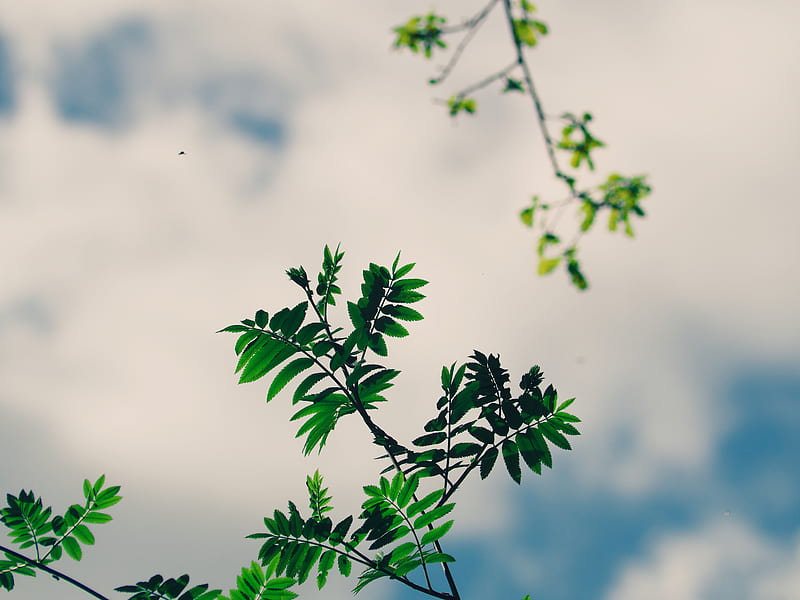 branches, leaves, green, plant, sky, HD wallpaper