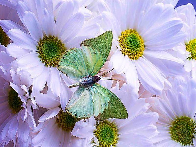 Green flutter, flowers, white, butterfly, green, HD wallpaper | Peakpx