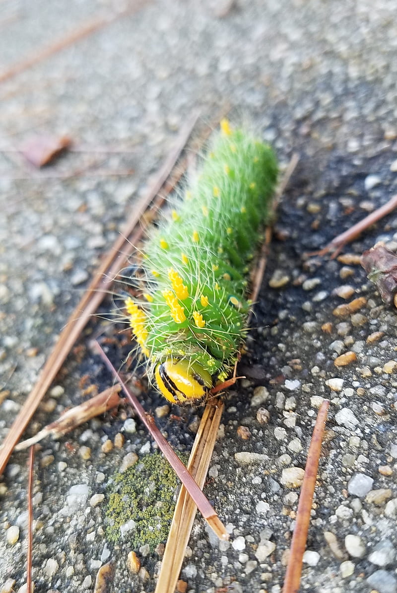 1080P free download | Caterpillar, bug, green, nature, HD phone