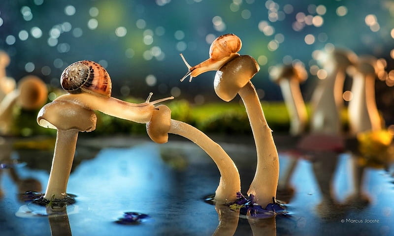 Snails and mushrooms, water, snail, orange, macro, mushroom, summer, blue, HD wallpaper