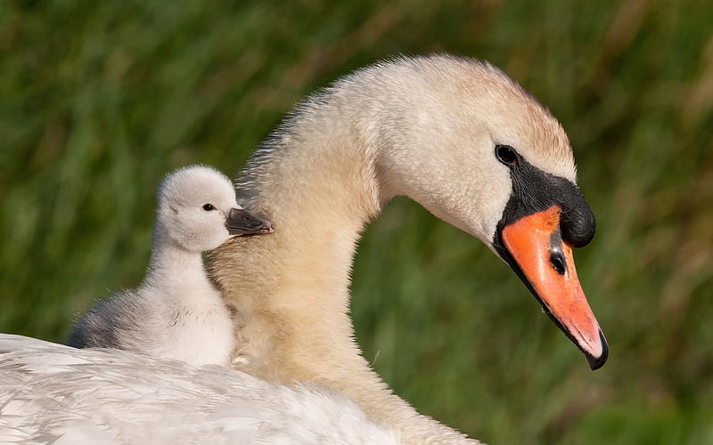 Swans, cute, bird, pasare, white, chick, swan, baby, HD wallpaper