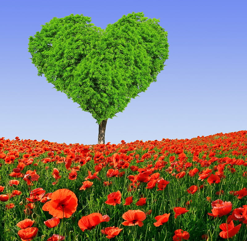 Love Tree, poppy, tree, love, heart, field, HD wallpaper
