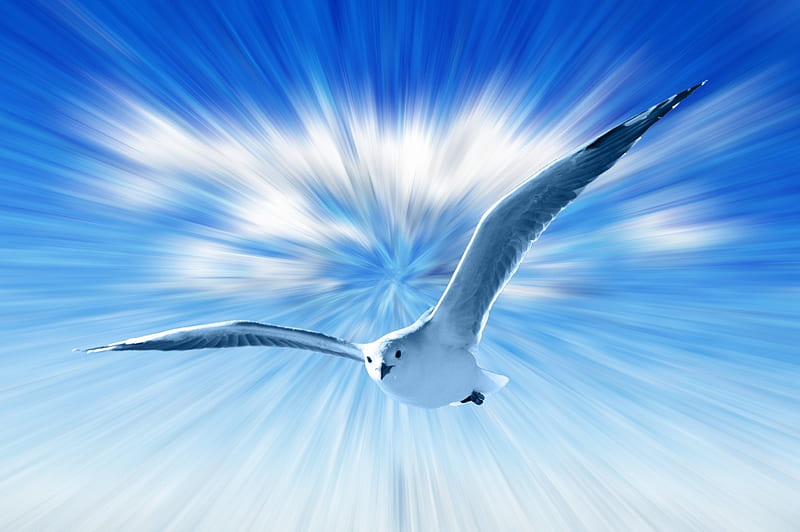 Seagull, fly, birds, sky, animal, blue, HD wallpaper