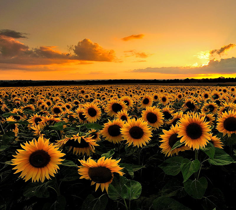 Sunset Sunflowers, sunflowers, sunset, HD wallpaper