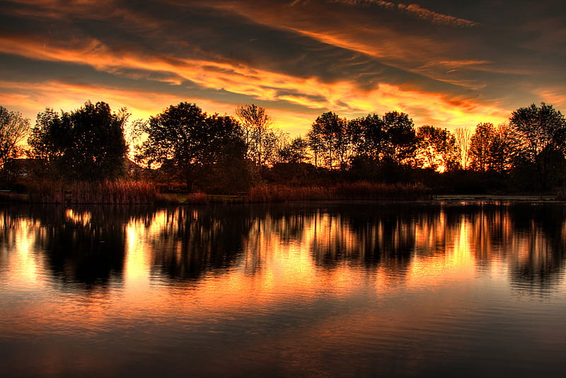Reflection of gold, amazing sun, view, golden, bonito, sunset, trees ...