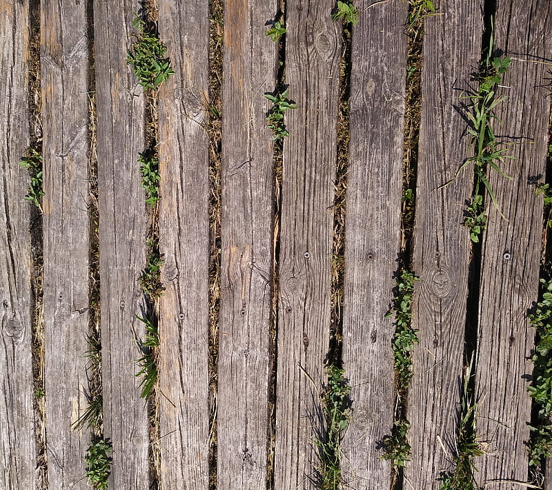 Wood floor, nature, HD wallpaper