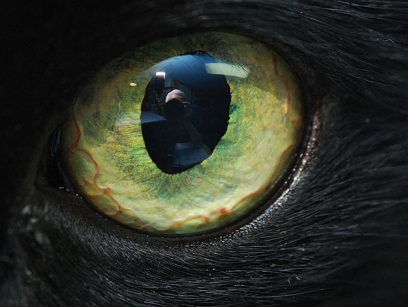 Feline Eye, feline, eye, pupil, black, yellow, cats, HD wallpaper