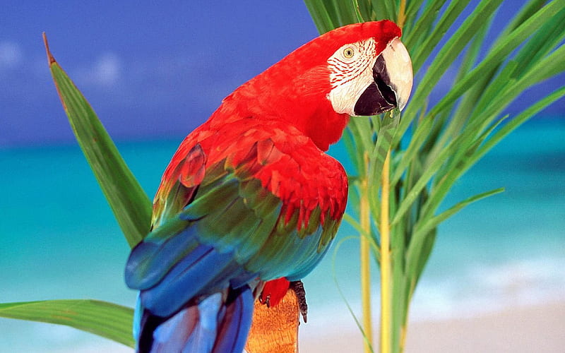 Parrot In Paradise, beach, birds, nature, parrot, HD wallpaper | Peakpx