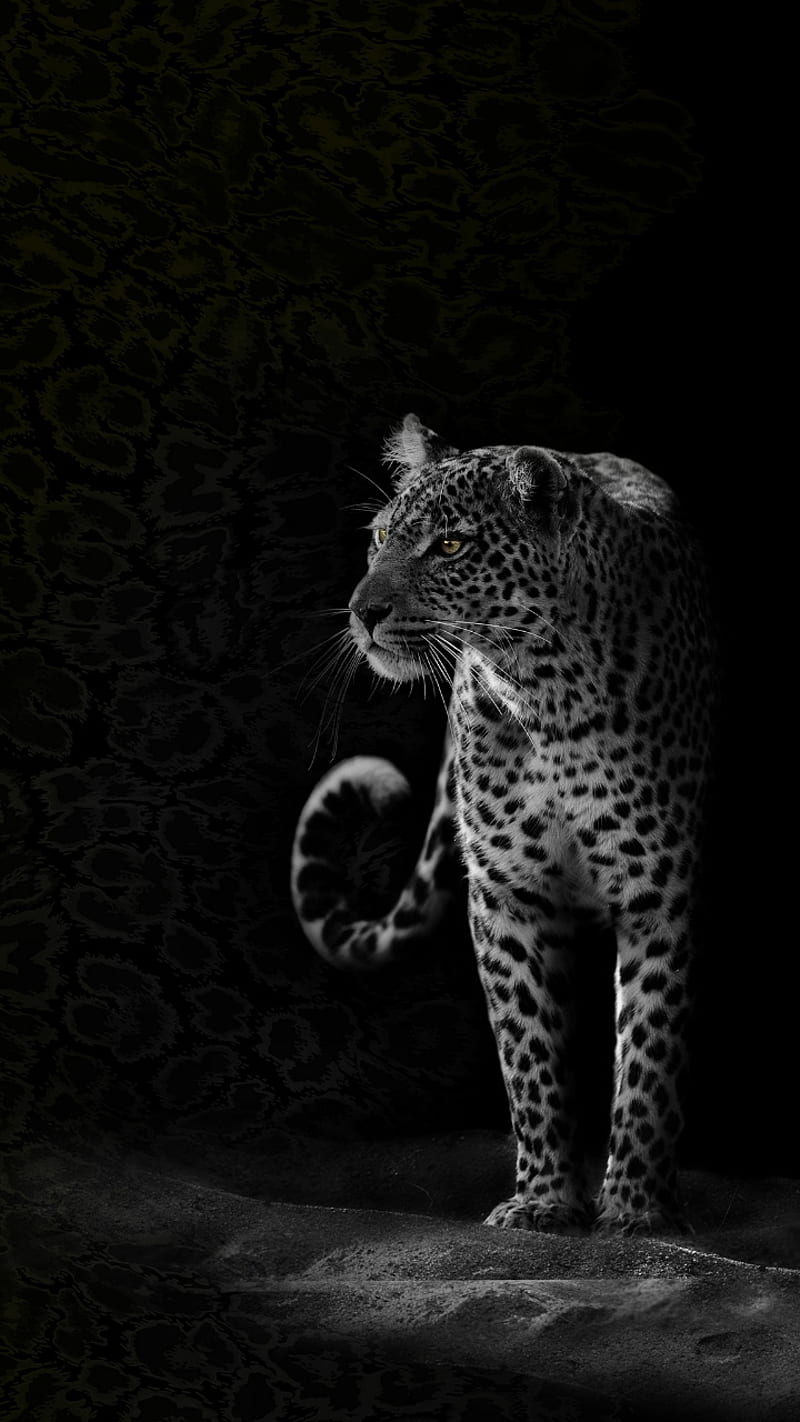 black, cats, jaguar, HD phone wallpaper black, cats, jaguar, HD phone wallpaper
