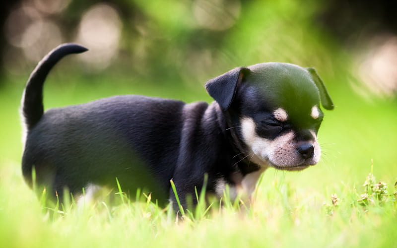 Chihuahua, lawn, puppy, dogs, black chihuahua, cute animals, pets, Chihuahua Dog, HD wallpaper