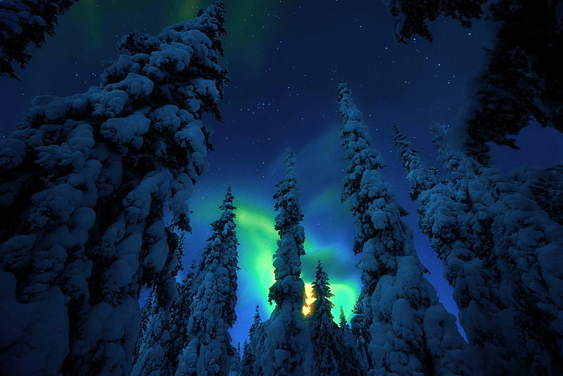 Northern lights, Trees, Snow, Night, Winter, HD wallpaper