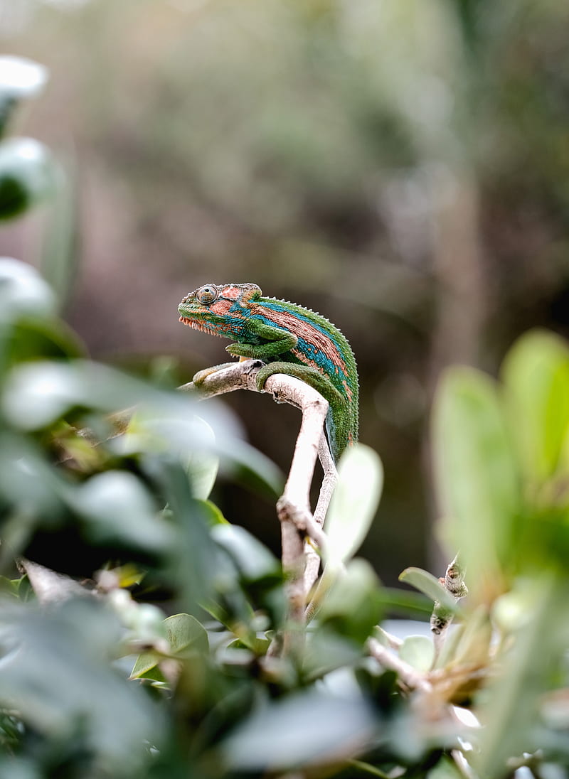 chameleon, reptile, mimicry, branch, HD phone wallpaper