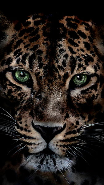 Wild Side, leopard, pink, HD phone wallpaper | Peakpx