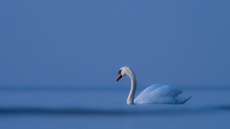 Birds, Mute swan, HD wallpaper