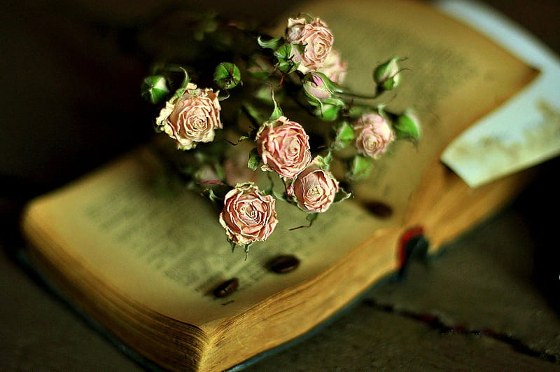 Vintage Beauty, still life, dried roses, book, flowers, antique book, roses, coin, pink roses, HD wallpaper