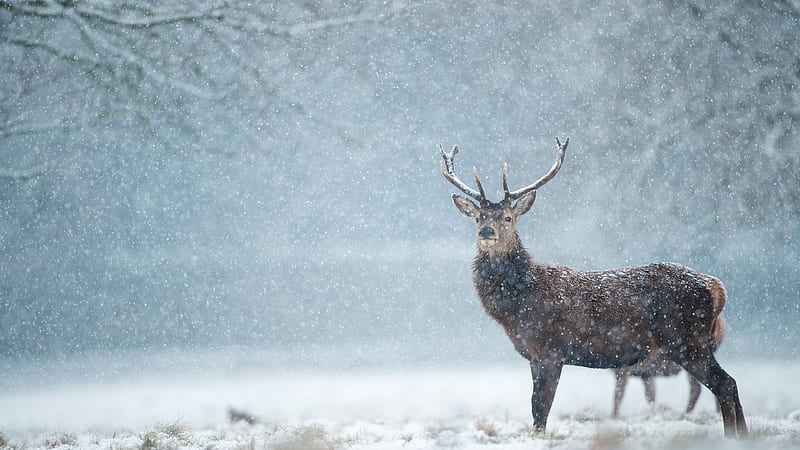 Animal, Deer, Snow, Snowfall, Winter, HD wallpaper