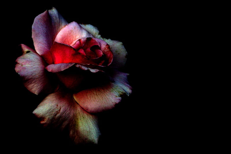 Rose buat Lei sahabatku, red, 3d, rose, dark, flower, HD wallpaper