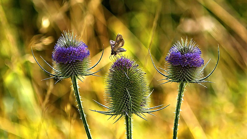 Thistles, bee, autumn, butterfly, summer, weeds, floral, HD wallpaper
