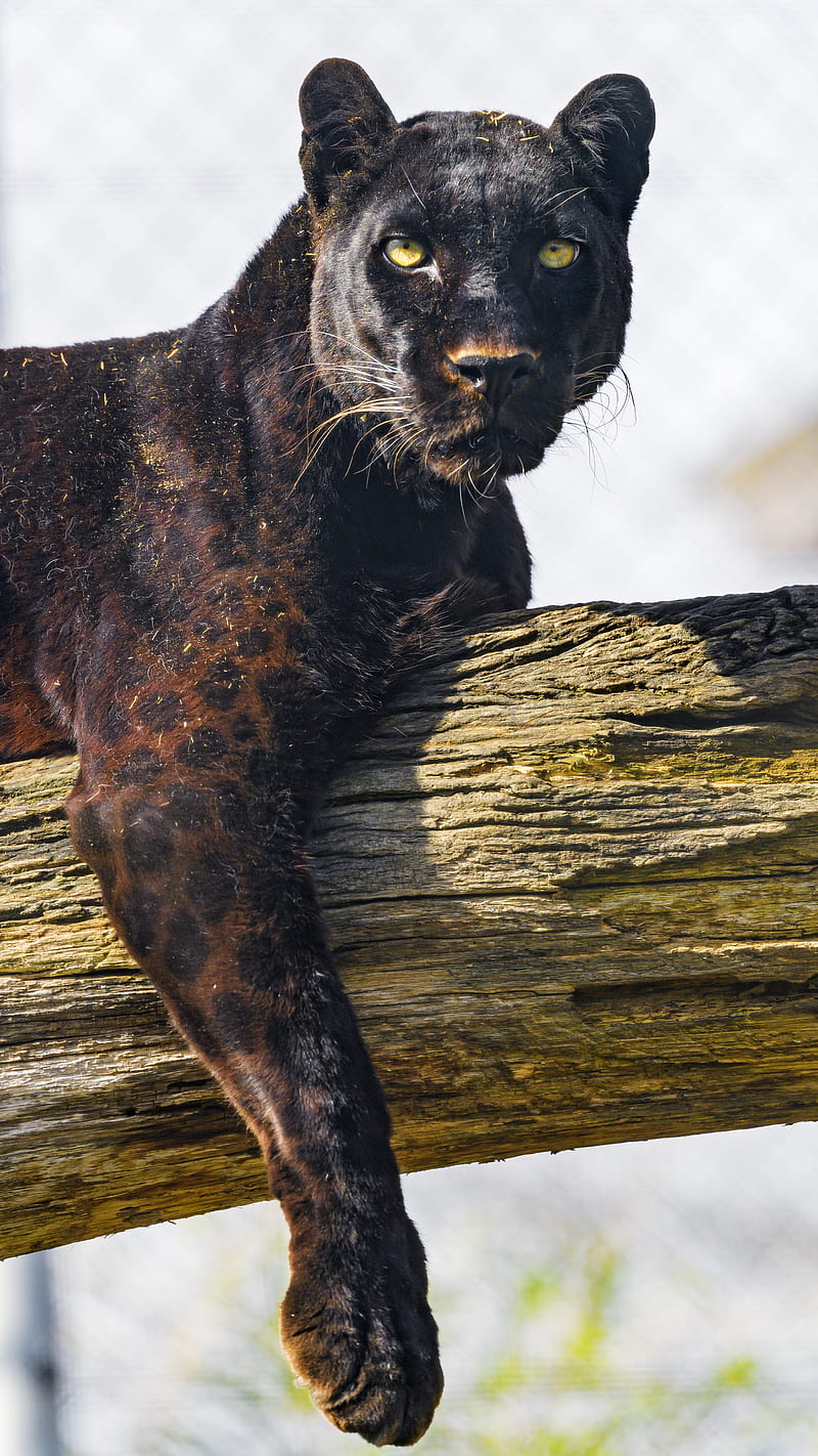 Panther, animal, glance, big cat, HD phone wallpaper | Peakpx
