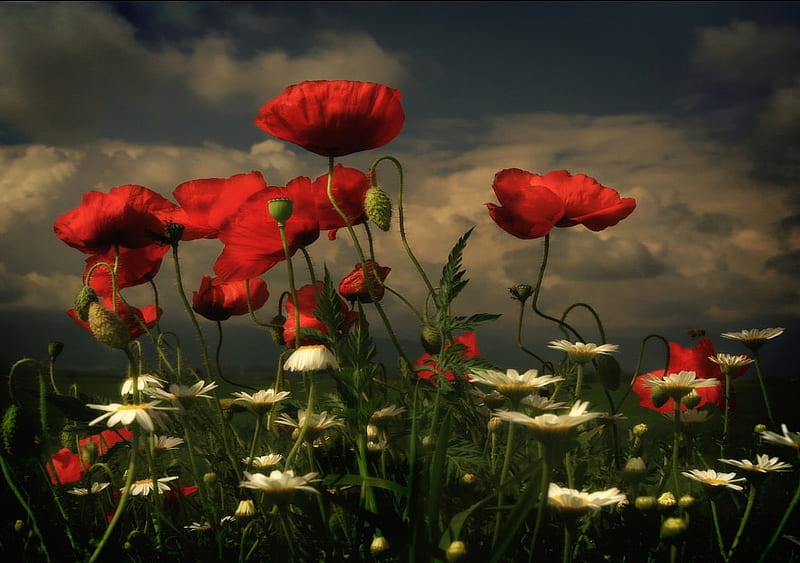 Poppies Daisys Red Art Poppies Flowers Bonito White Field