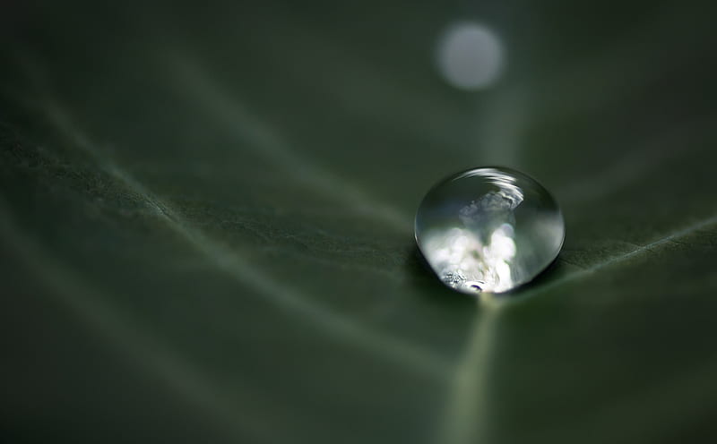 Surface Tension of Water Ultra, Aero, Macro, Green, Leaf, Drop, WaterDrop, surfacetension, HD wallpaper