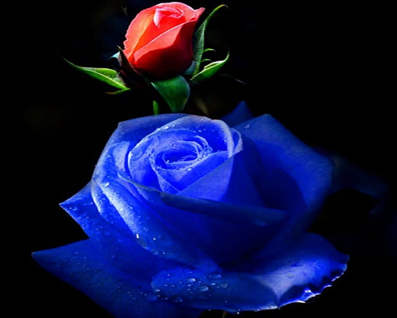 Beautiful Blue and Red Rose, red, flowers, roses, blue, HD wallpaper