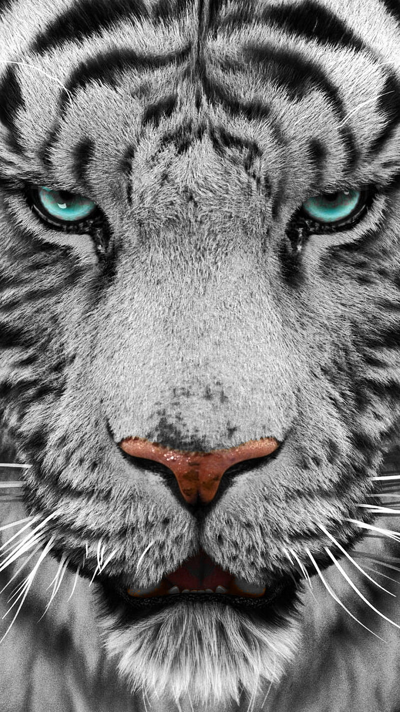 White tiger, tiger, face, big, cat, blue eyes, wild animal, HD phone wallpaper
