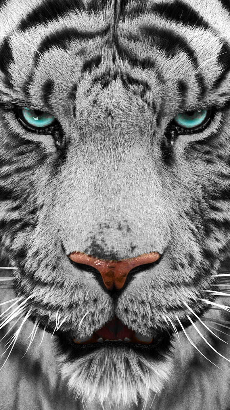 black and white tiger face with blue eyes