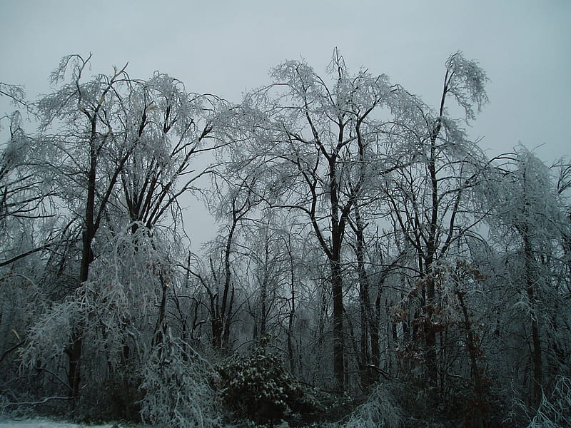 Evening Ice Storm, forest, snow, ice, trees, storm, winter, HD wallpaper