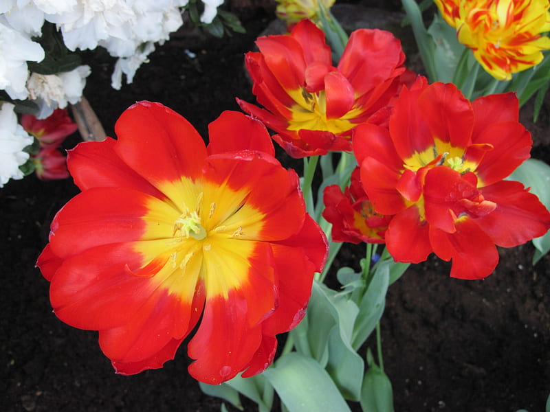 Flowers Blooms at the garden 46, Tulips, graphy, Red, green, yellow ...
