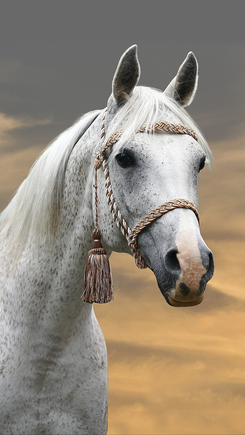 White horse, animal, HD phone wallpaper