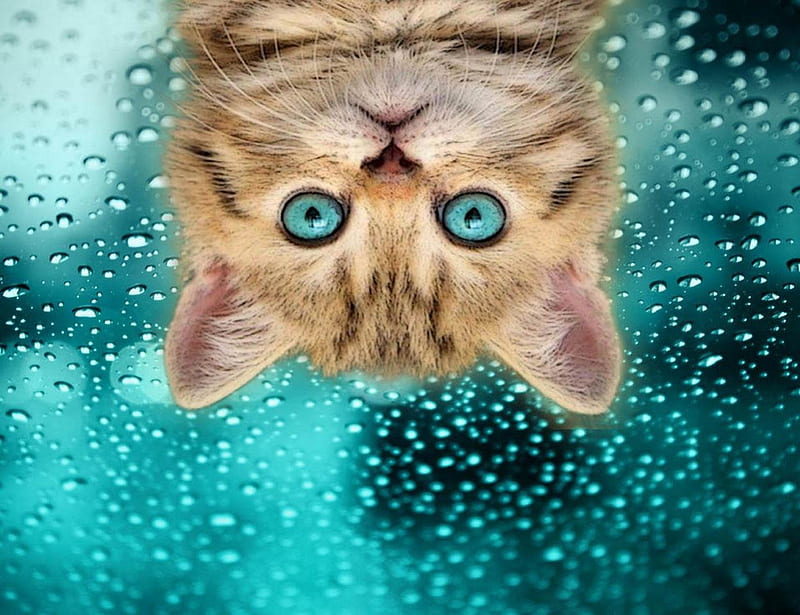 Sweet Kitty, cute, snout, kitty, drops, cat, blue eyes, HD wallpaper