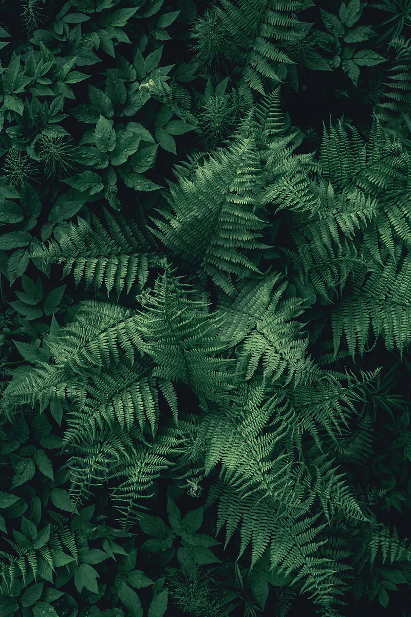 fern, leaves, green, plant, aerial view, HD phone wallpaper