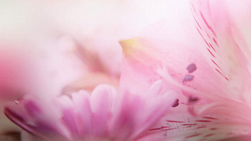 Lily Pinks, lilies, firefox persona, lavender, floral, summer, flowers, lily, burred, muted, pink, HD wallpaper