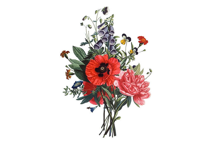 Flowers, red, poppy, flower, summer, white, card, HD wallpaper