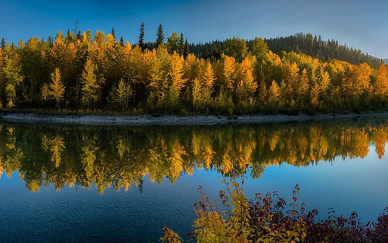 Glacier National Park, river, forest, autumn, yellow trees, autumn landscape, USA, HD wallpaper