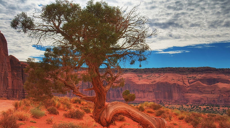 gnarled tree in a red canyon, red clay, tree, gnarled, brushes, clouds, canyon, HD wallpaper
