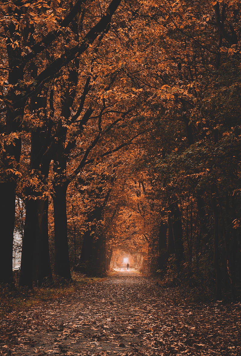 path, trees, tunnel, autumn, nature, HD phone wallpaper