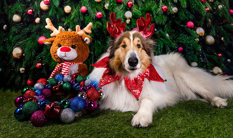 Dogs, Rough Collie, Christmas Ornaments, Dog, Pet, Stuffed Animal, HD wallpaper