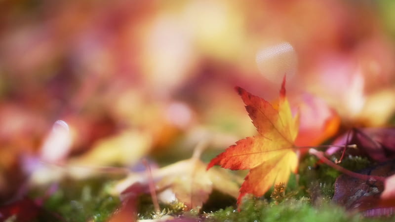 Autumn leaves blur, fall, autumn, blur, abstract, softness, leaf, leaves, graphy, bokeh, macro, close-up, nature, HD wallpaper