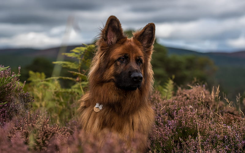 German Shepherd Dog, beautiful dog, large brown shepherd dog, field, wildflowers, HD wallpaper
